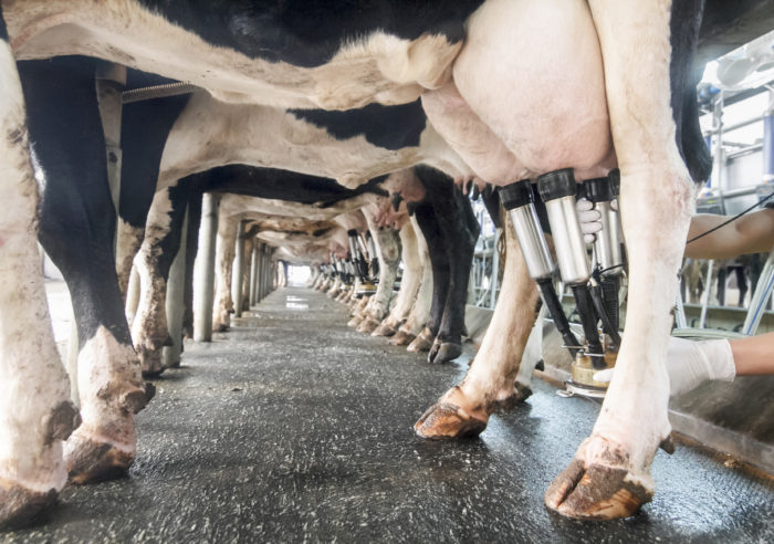 dairy-farming-project